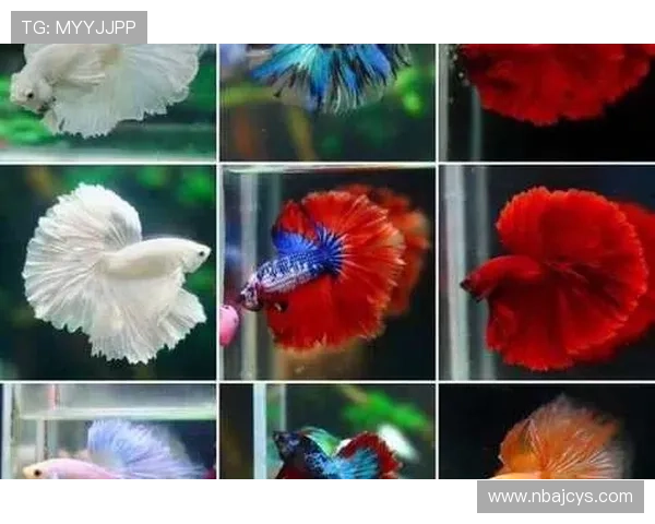 搏鱼体育在线娱乐平台支持多种支付方式,快速存取款流程,确保玩家资金安全与交易的便捷性